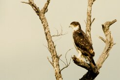 Martial Eagle (Aigle martial)_7D2_1086 null