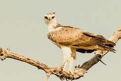 Martial Eagle (Aigle martial)_x737A5401-2 null