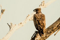 Martial Eagle (Aigle martial)_x737A5412-2 null