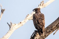 Martial Eagle (Aigle martial) Martial Eagle (Aigle martial)