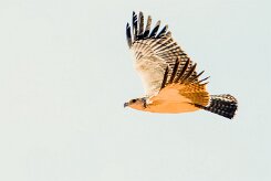 Martial eagle (Aigle martial)_737A8703-2 null