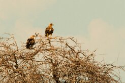 Aigle_ravisseur_01-2 null
