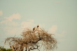Aigle_ravisseur_02-2 null