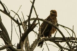 Aigle_ravisseur_03-2 null
