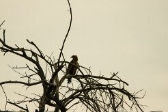 Aigle_ravisseur_05-2 null