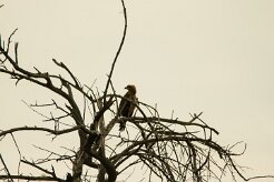Aigle_ravisseur_06-2 null