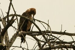 Aigle_ravisseur_07-2 null