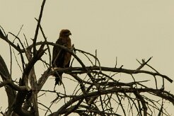 Aigle_ravisseur_08-2 null