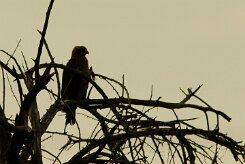 Aigle_ravisseur_09-2 null