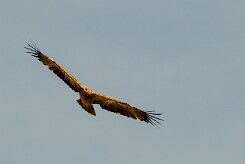 Aigle_ravisseur_11-2 null