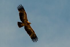 Aigle_ravisseur_12-2 null