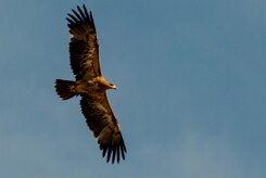 Aigle_ravisseur_13-2 null