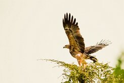 Tawny Eagle (Aigle ravisseur)_7D2_0854 null