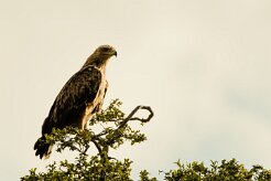 Tawny Eagle (Aigle ravisseur)_7D2_1153 null