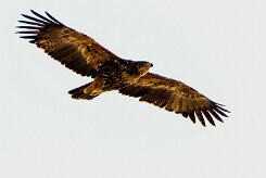 Tawny Eagle (Aigle ravisseur)_7D2_1401 null