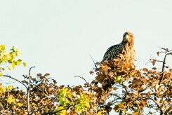 Tawny Eagle (Aigle ravisseur)_7D2_1527 null