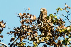 Tawny Eagle (Aigle ravisseur)_7D2_1699 null