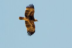 Tawny Eagle (Aigle ravisseur)_7D2_1758 null