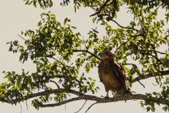 Tawny Eagle (Aigle ravisseur)_7D2_1774 null