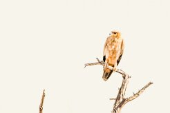 Tawny eagle (Aigle ravisseur)-737A9851-2 null