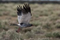 Pale chanting goshawk (Autour chanteur) Etosha