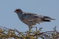 Pale chanting goshawk (Autour chanteur) Etosha