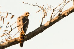 Gabar Goshawk (Autour gabar)_x737A4068-2 null
