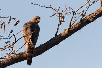 Gabar Goshawk (Autour gabar) Gabar Goshawk (Autour gabar)