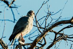 Lizard Buzzard (Autour unibande)_x737A4958-2 null