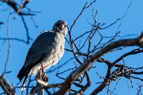 Lizard Buzzard (Autour unibande) Lizard Buzzard (Autour unibande)