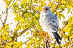Pale Chanting Goshawk (Autour chanteur)-737A9620-2 null