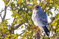 Pale Chanting Goshawk (Autour chanteur) Okaukuejo - Etosha - Namibie