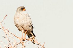 Pale Chanting Goshawk (Autour chanteur)-737A9849-2 null