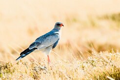Pale Chanting Goshawk (Autour chanteur)-737A9856-2 null