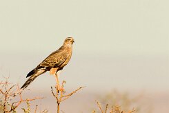 Pale Chanting Goshawk (Autour chanteur)_737A2136-2 null