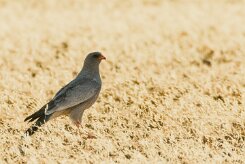 Pale Chanting Goshawk (Autour chanteur)_737A2239-2 null