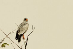 Pale Chanting Goshawk (Autour chanteur)_737A4703 null
