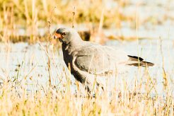 Pale Chanting Goshawk (Autour chanteur)_7D2_1038 null
