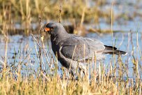 Pale Chanting Goshawk (Autour chanteur) Chobe River