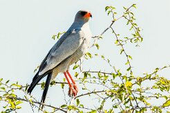 Pale chanting Goshawk (Autour chanteur)_7D2_0188 null