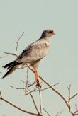 Southern Pale Chanting Goshawk (Autour chanteur)_737A0020-2 null