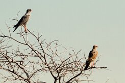Southern Pale Chanting Goshawk (Autour chanteur)_737A0022-2 null