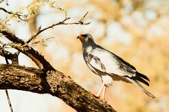 Southern Pale Chanting Goshawk (Autour chanteur)_737A8694-2 null