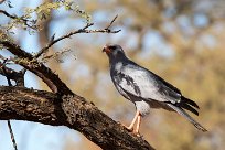 Southern Pale Chanting Goshawk (Autour chanteur) Namibie - Omaruru