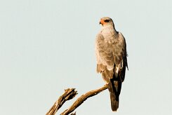 Southern Pale Chanting Goshawk (Autour chanteur)_737A8807 null