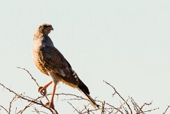 Southern Pale Chanting Goshawk (Autour chanteur)_737A9890 null