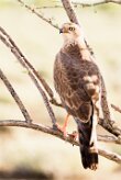 Gabar Goshawk (Autour gabar)_737A5131 null