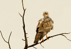 Dark Chanting Goshawk-(Autour sombre)_737A4714-2 null