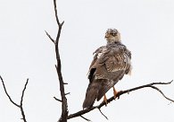 Dark Chanting Goshawk (Autour sombre) Etosha