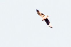 Bateleur (Bateleur des savanes)-737A9358-2 null